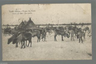 Old Postcard Types North - Deer In The Wild