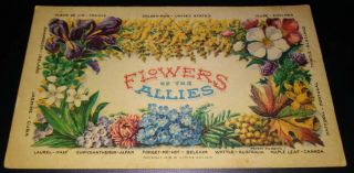 1918 Wwi Postcard " Flowers Of The Allies " Wwi Curtice S.  Mccain