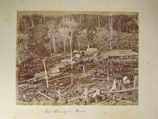 Coffee Plantation & Buildings Believed To Be Sarawak Borneo Malaysia 1880s Photo