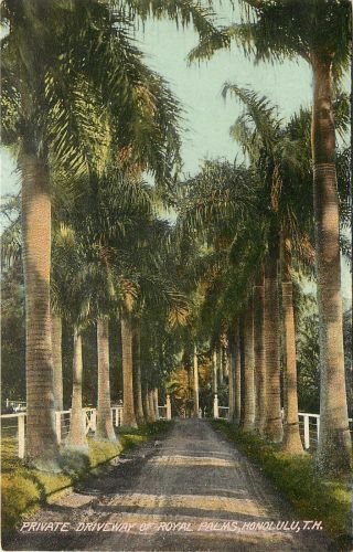 Vintage Postcard Private Driveway Of Royal Palms Honolulu Territory Of Hawaii