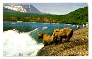 Alaska Brown Bear Cubs Postcard Looking For Salmon Mcneil River Vintage 1964