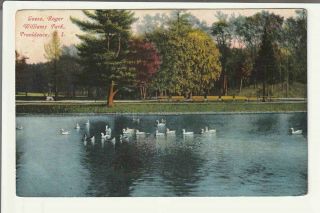 Roger Williams Park Geese Providence Ri Postcard Divided Back