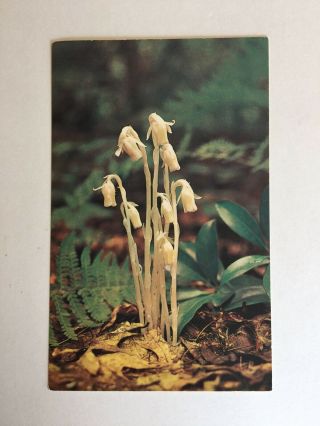 Indian Pipes Monotropa Uniflora Wildflowers Of The Mountains Unposted Postcard