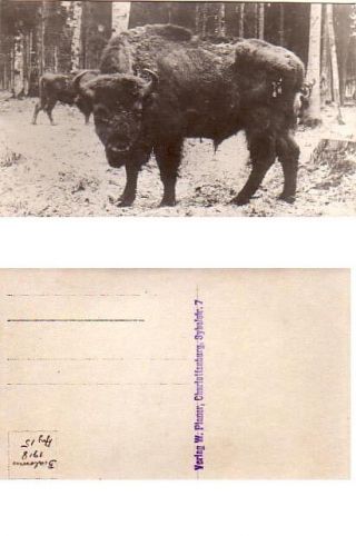 Rphc,  Bisons Fm Bialowieza,  Poland,  1918
