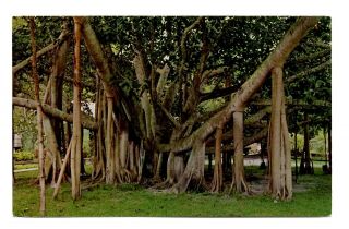 Indian Banyan Tree Postcard Hawaii Moana Hotel Maui Lahaina 175 Feet Vintage