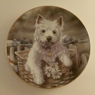 Danbury Hitching A Ride West Highland Terrier Westie Plate By Paul Doyle