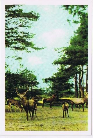 Holland Netherlands Postcard Hoenderloo Roedel Herten Hirschen Deer Les Cerfs