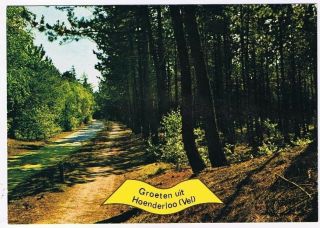 Holland Netherlands Postcard Hoenderloo Tree Lined Paths In Woods