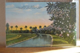 C 1940 Palms Citrus Groves & Irrigation Canal Rio Grande Valley Texas
