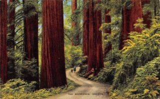 Q23 - 1102,  The Redwoods,  Oregon.  Postcard.