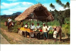 Panama Native Fruit Stand On Pan American Highway 1950s