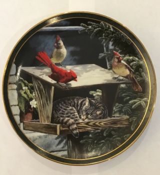 Bradford Exchange " Cat Nap " 1st Issue Nosy Neighbors Cardinals Collector Plate