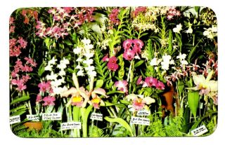 Hawaiian Orchids Postcard Hawaii Flowers Vintage Unposted