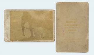 Vintage Extremely Rare Charles Eisenmann Circus Elephant Baby Cabinet Card Photo