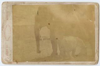 Vintage Extremely Rare Charles Eisenmann Circus Elephant Baby Cabinet Card Photo 2