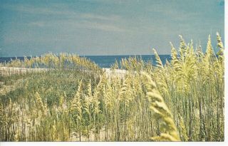 Postcard Nc North Carolina Outer Banks Sea Oats Sand Dune Ocean Unposted