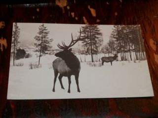Jackson Wy - 1941 Real Photo Postcard - Bull Elk - Sanborn Photo X - 906