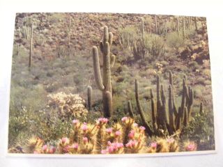 Vintage Postcard Of Spring In Organ Pipel Cactus National Monument Arizona