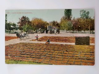 Fruit Drying Near San Jose,  California,  Ca 1908 Timestamped Vintage Postcard P13