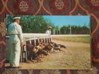 Vintage Postcard Greyhound Racing In Sunny Florida