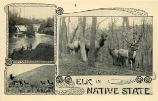 Multiview Postcard 8.  Oregon Trail Monument Expedition Elk In Native State