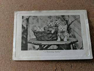Cat Vintage Postcard.  4 Kittens.  Basket.  B/w.  Landor.  Pm 1904.