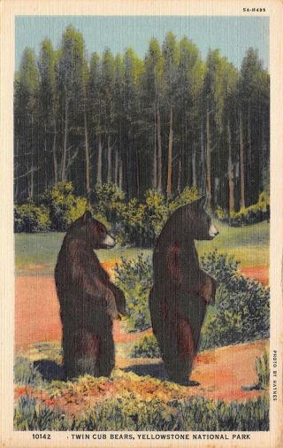 Vtg Linen Postcard Twin Bear Cubs Yellowstone National Park Wyoming Wy / B23