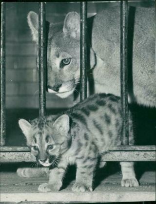 Arrivals In The Cat Family.  - Vintage Photo