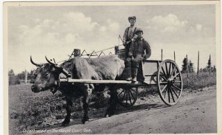 1937 - Oxcart On The Gaspe Coast,  Quebec,  Novelty Mfg (f328)