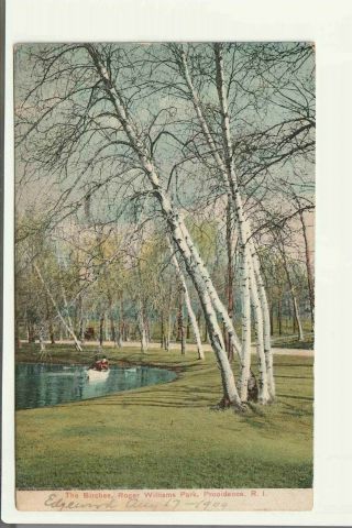 The Birches Roger Williams Park Providence Ri Postcard Divided Back