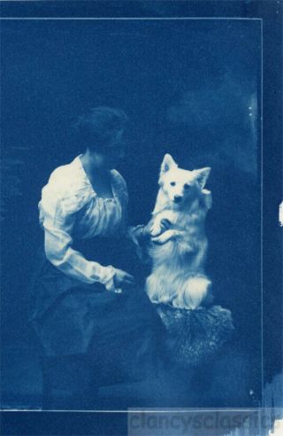 2005 Cyanotype Woman With White Schipperke Dog Big Bow Pet