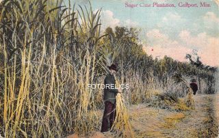 Gulfport Mississippi - Early Card - Sugar Cane Plantation