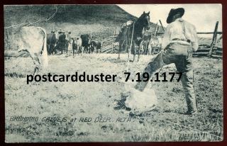 1177 - Red Deer Alberta 1910s Cowboy Ranch.  Branding Calves.  Horse By Gaetz