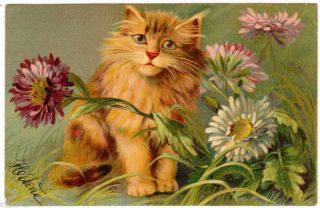 Postcard 1905 Cat With Asters Maurice Boulanger Chromo