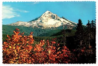 Mount Hood Oregon Postcard Lolo Pass Snow Mountains Mt Vintage Unposted Trees