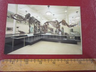 Dinosaur Postcard - - American Museum Of Natural History Mastodon