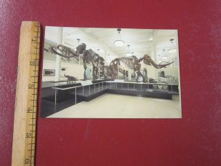 Dinosaur Postcard - - American Museum of Natural History Mastodon 3