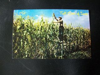 Vintage Postcard - Tall Corn Of Iowa