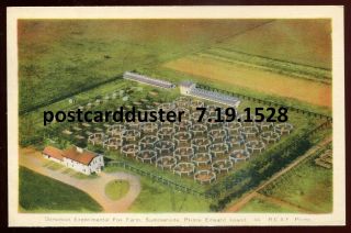 1528 - Summerside Pei 1930s Dominion Experimental Fox Farm By Peco