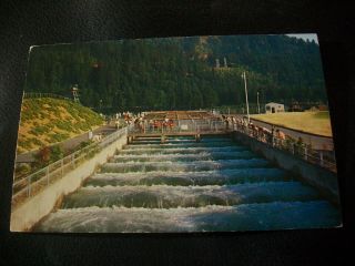 Vintage Postcard - Bonneville Dam,  Fish Ladders,  On The Columbia River,  Oregon