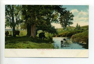 Westerly Ri Shady Nook,  Cows,  Stream,  Antique Postcard