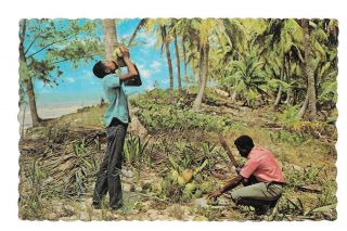 Postcard The Bahama Islands Refreshing Coconut Milk C.  1964 Dexter Press