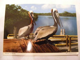 Vintage Postcard Of The Florida Pelican