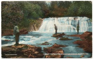 Fishing For Trout In A Mountain Stream Tacoma Washington Vintage Postcard 1918