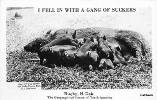 1940s Farming Agriculture Pigs Rugby North Dakota Rppc Real Photo Postcard 6749
