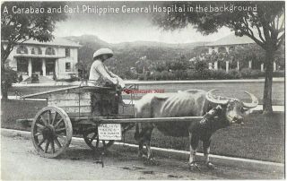 Phillipines Carabao & Cart General Hospital In Background Vintage Postcard 1.  5.  2