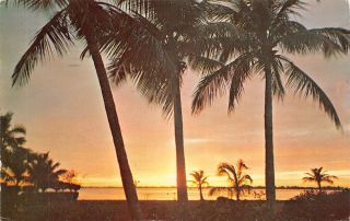 C22 - 3991,  Coconut Palms Against Golden Florida Sunset. ,