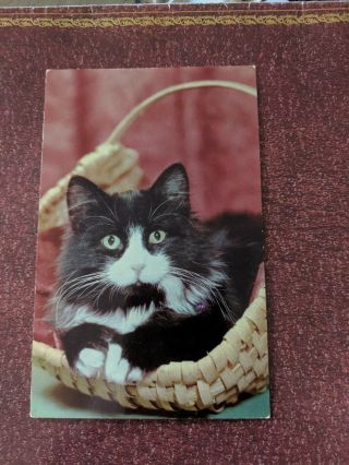 Cat Vintage Postcard.  Black & White Cat In Basket.  Chrome.  Not Mailed.