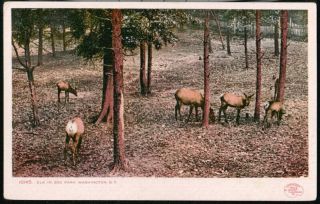 Washington Dc Elk In Zoo Park Antique C1906 Postcard Vtg Detroit Publishing Pc