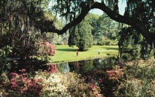 Charleston,  South Carolina,  Sc,  Magnolia Gardens,  Chrome Vintage Postcard G4769